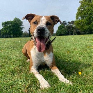 A tan and white staffie cross lying happily on the grass in the park during a walk